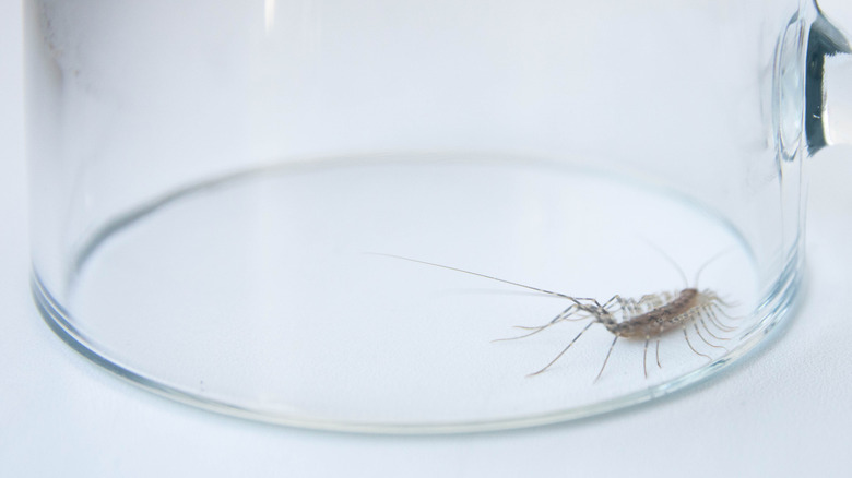 Centipede trapped under glass