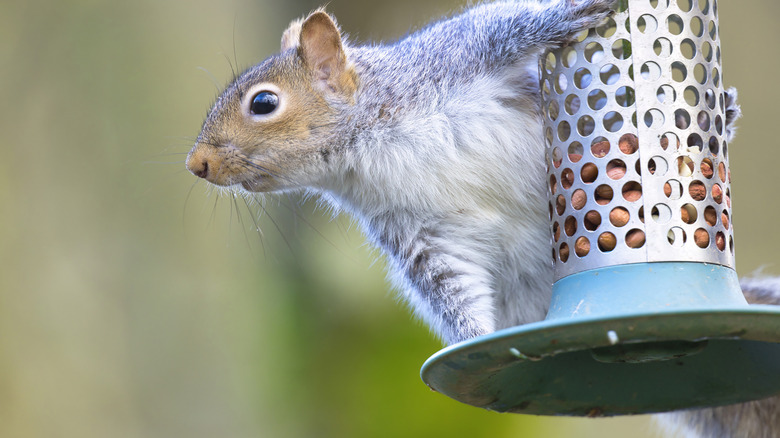 Squirrel hanging from a bird feeder
