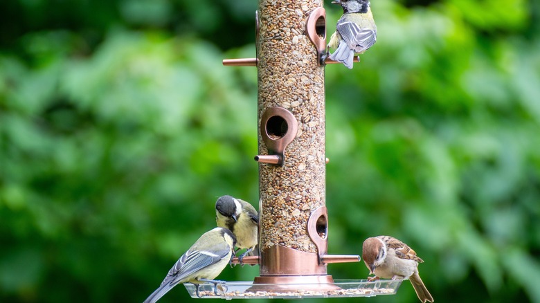 Birds eating at a bird feeder