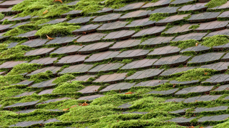 Moss patches on a roof