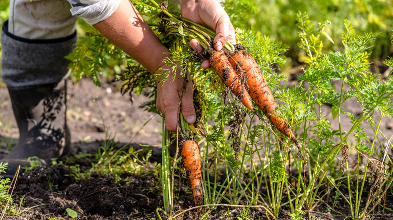 person harvesting carrots from a garden