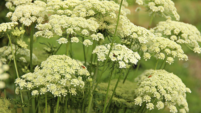 carrots flowering in garden