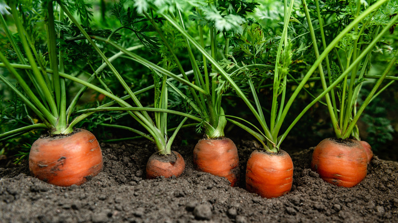 carrot tops rising out of the soil