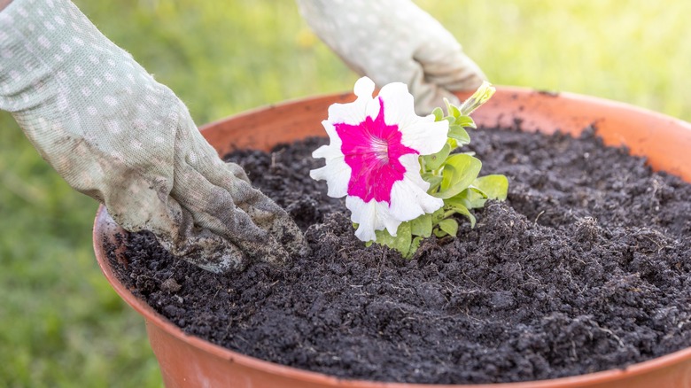 Person planting petunia in pot