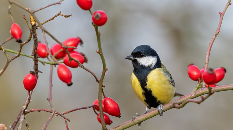 bird and rose hips