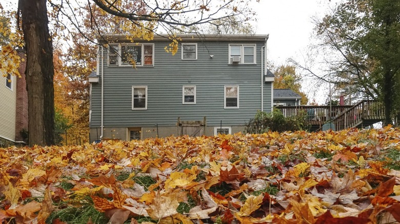 leaves fallen lawn autumn