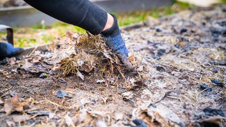 applying leaf mulch to garden beds