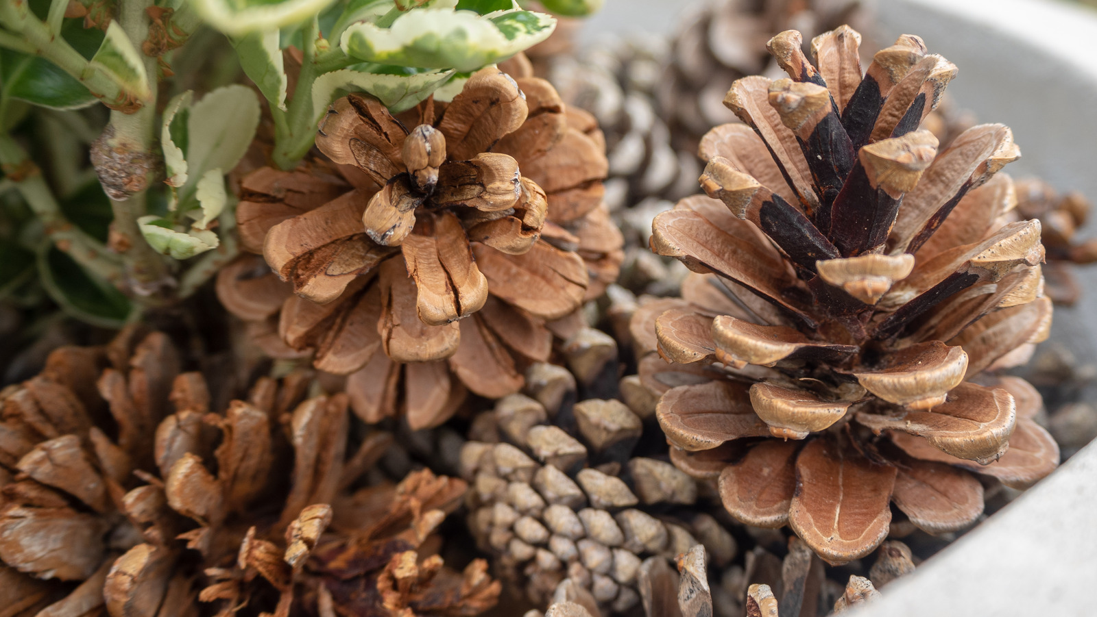 Why You Should Start Adding Pinecones To The Bottom Of Your Planters