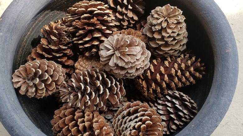 Pile of pinecones in planter