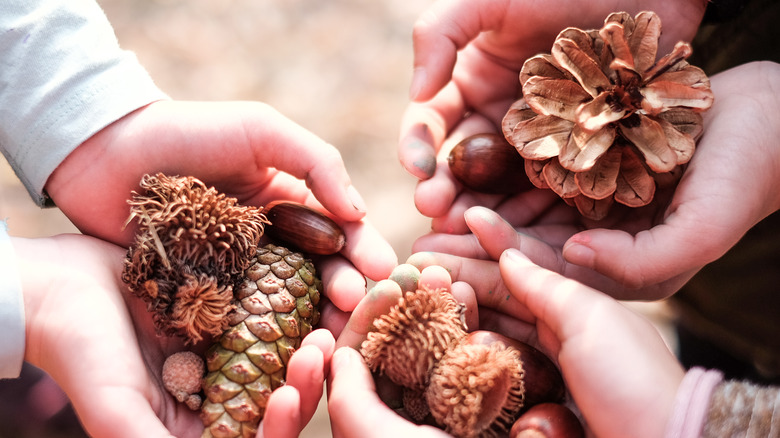 hands holding variety of pinecones