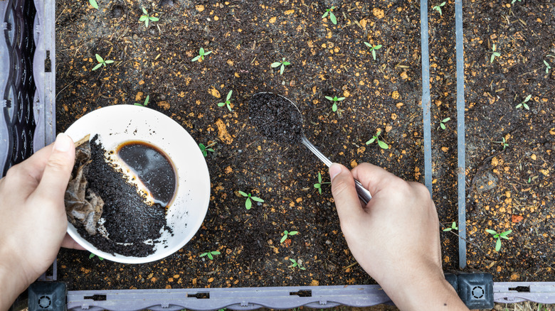 person sprikling coffee grounds on soil