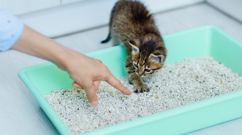 Teaching kitten to use litterbox 