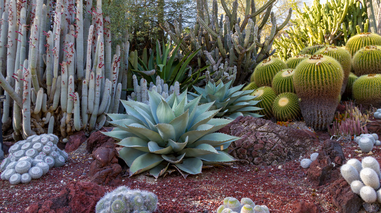 cacti garden