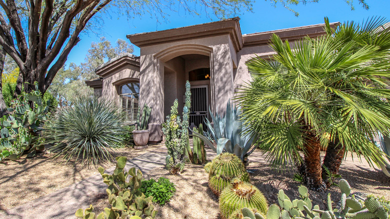 house with cacti in yard