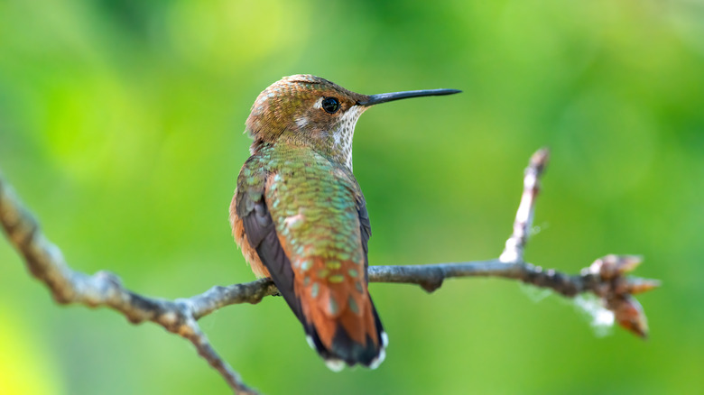 hummingbird sitting on branch