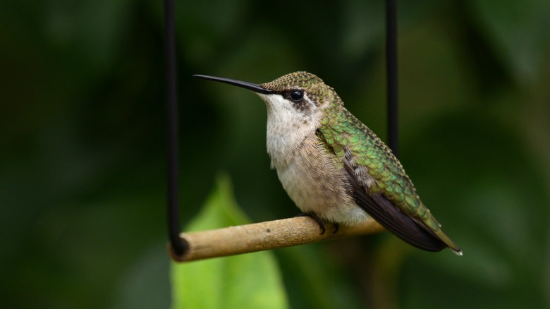 Hummingbird on swing