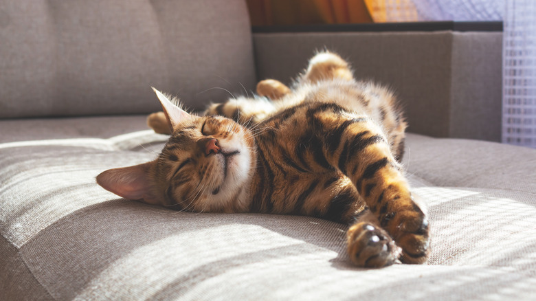 Cat on couch