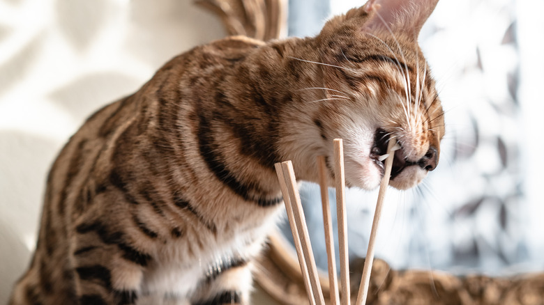 Cat eating reed diffuser