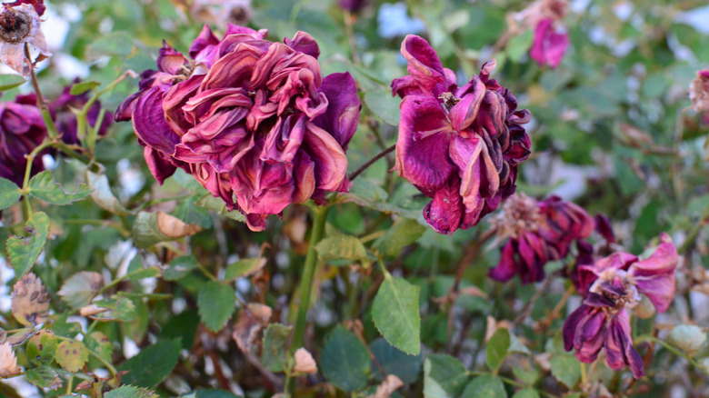 Withered purple roses