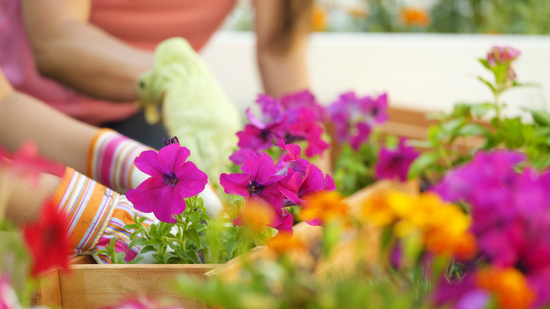 Woman plants flowers in garden