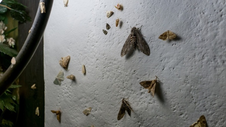 moths on a house wall