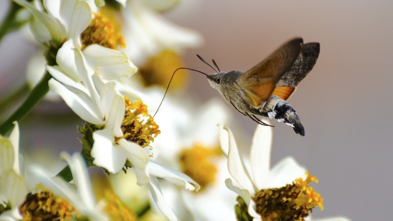 moth drinking flower nectar