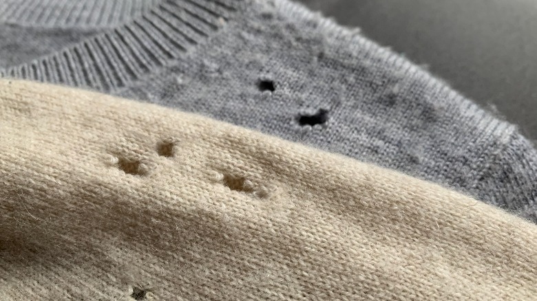 cashmere sweaters damaged by moths