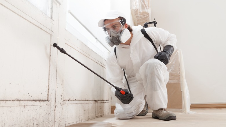 Mold remediation