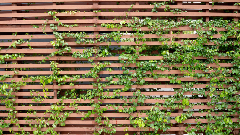 Living privacy screen in an outdoor area.