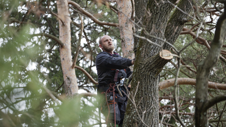 Professional cutting down rotting tree