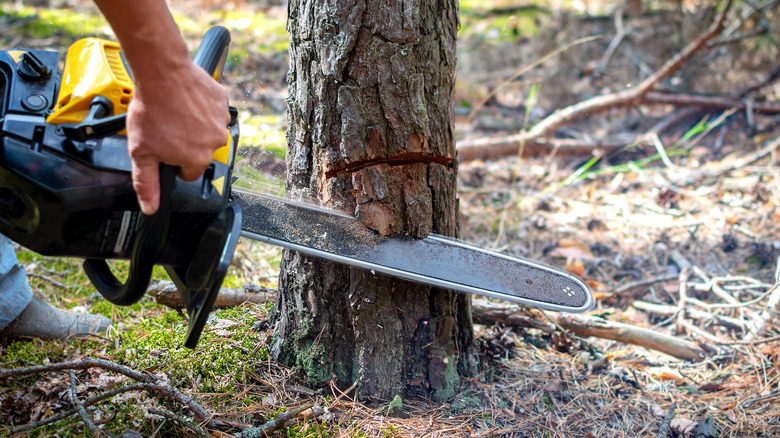 Person cutting down tree