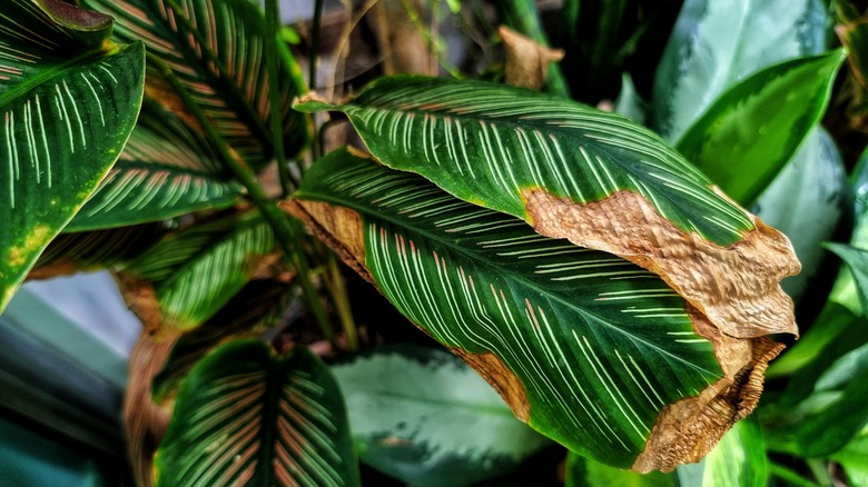 Houseplant leaves turning brown