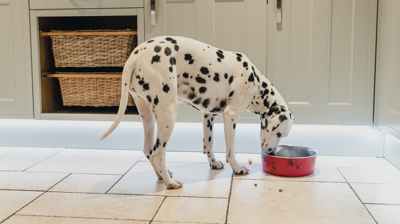 Dalmatian eats food on tile floor