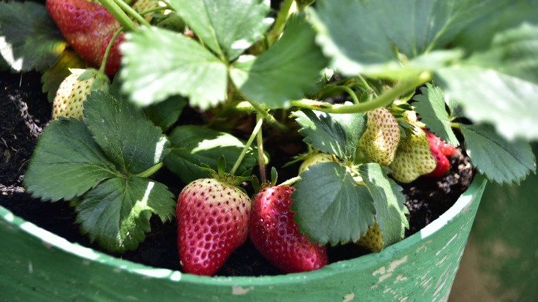 Strawberries growing in containers