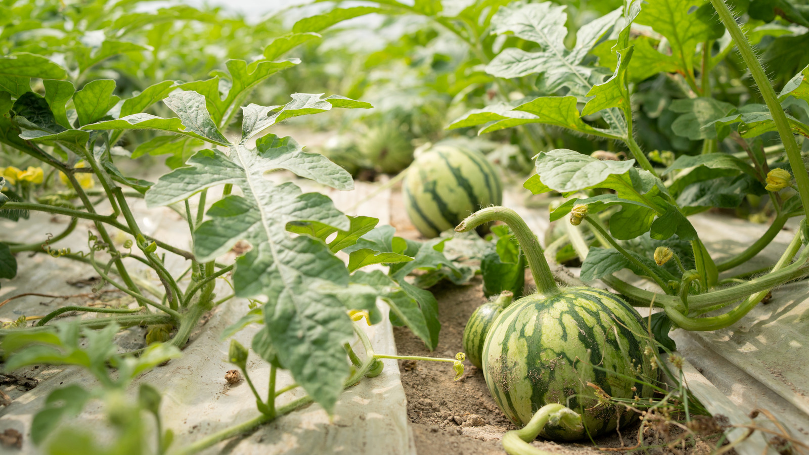 Why You Should Think Twice Before Growing Melons Next Year