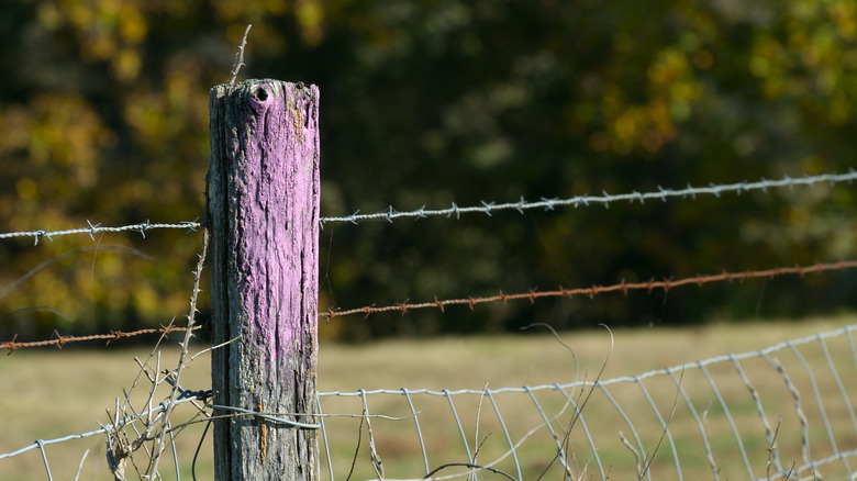 Purple paint on fence