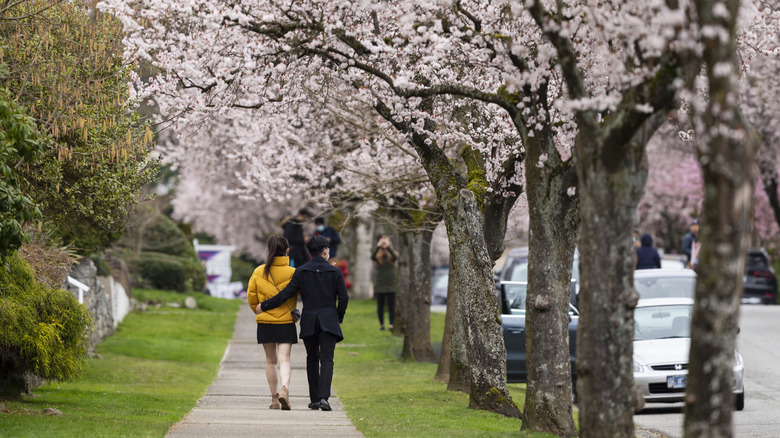 Trees lining sidewalk