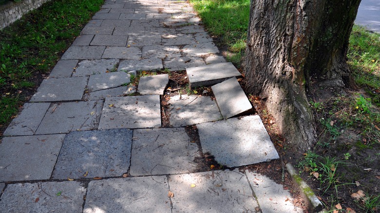 Tree roots upsetting sidewalk