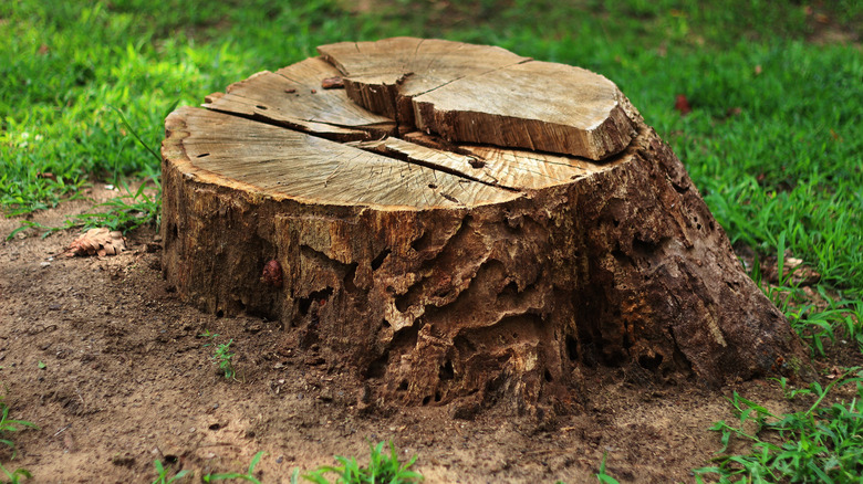 tree stump