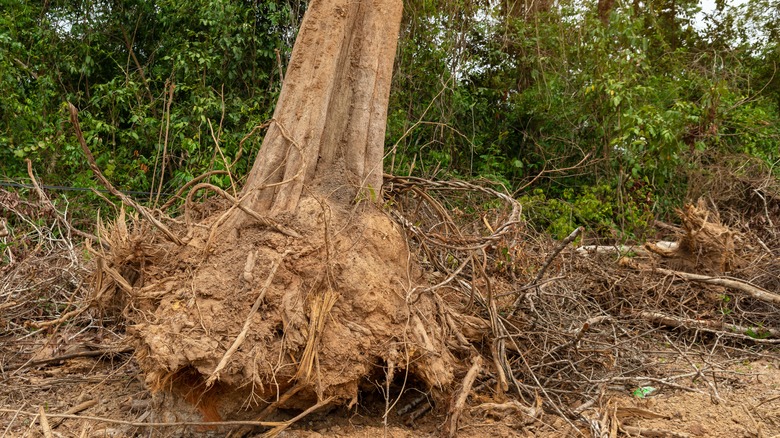 roots under stump