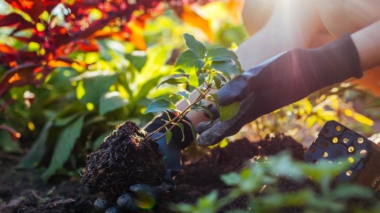 gardener planting hydrangea sproutling