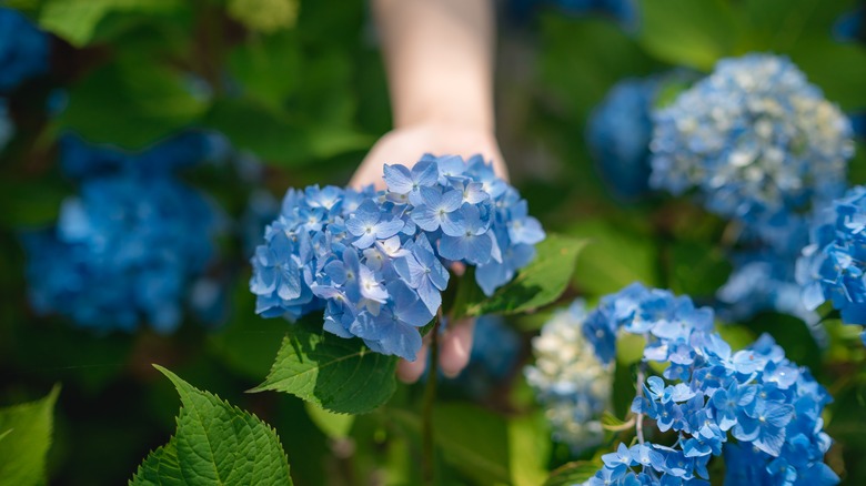 lovely blue hydrangea bush