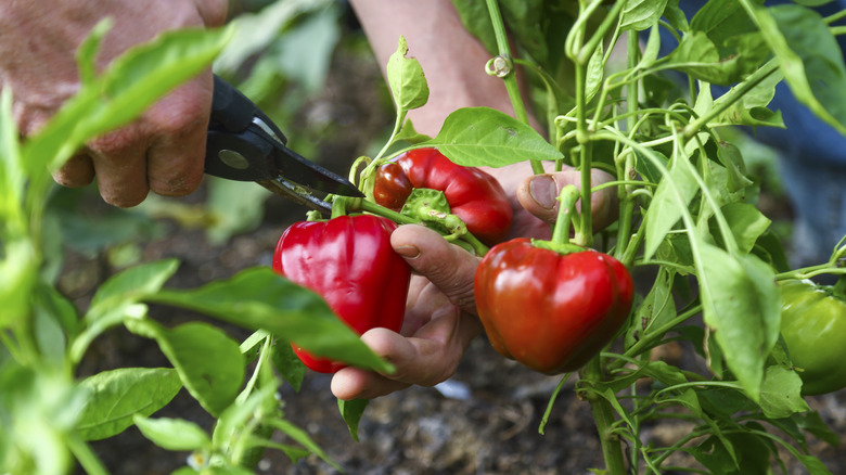 person harvesting red peppers