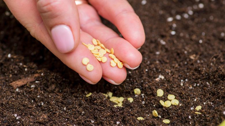 planting pepper seeds