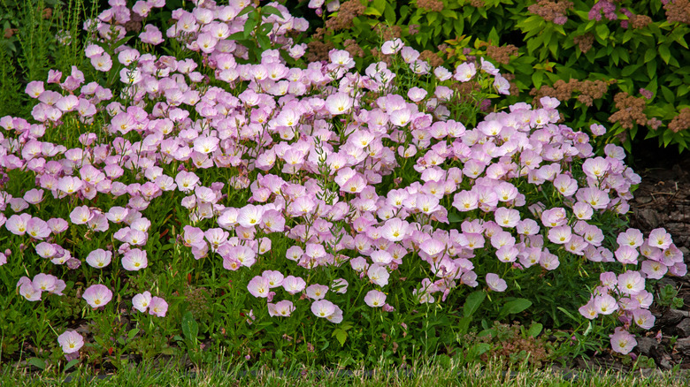 pink evening primrose display