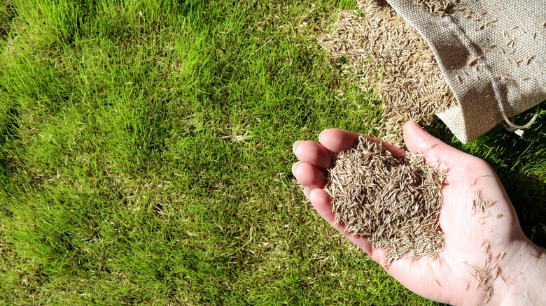 handful of grass seed above lawn