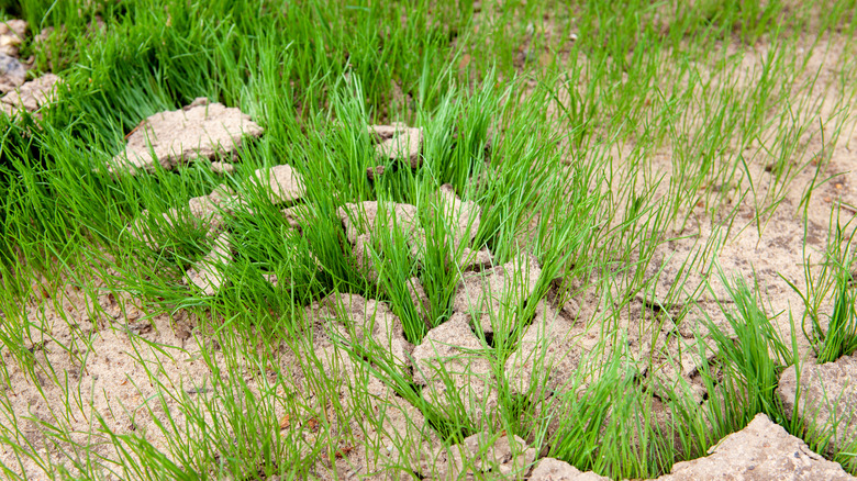 grass growing through cracks