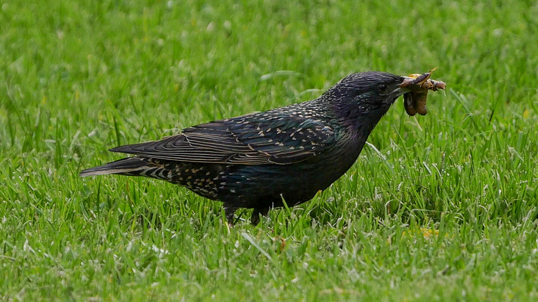 Bird eating grubs in yard