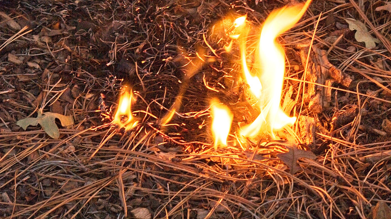 pine needles catching on fire