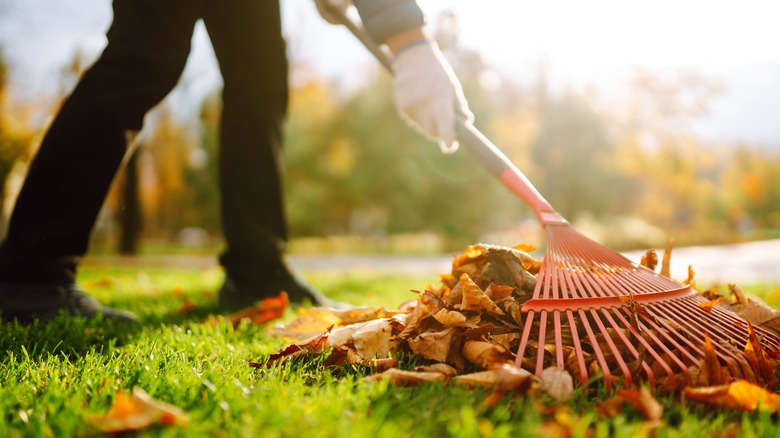 person sweeping debris in garden